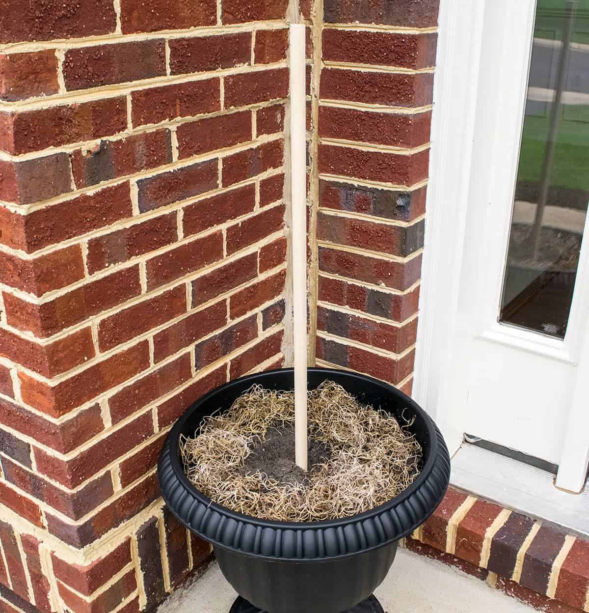 Black planter filled with sand and spanish moss with wooden dowel for stacked pumpkin topiary 