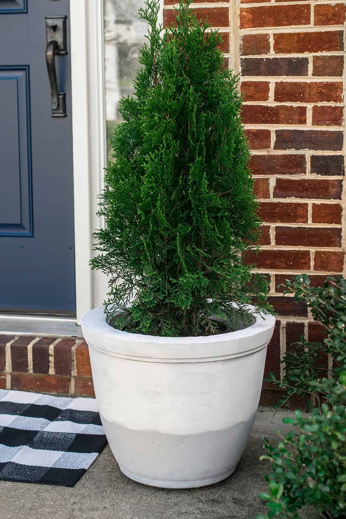 Plain concrete planter sealed with small tree potted inside of it on front porch.