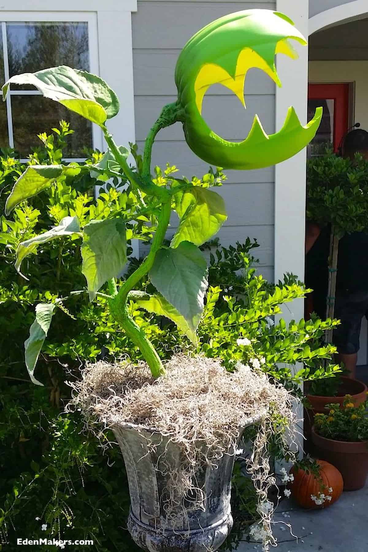 DIY man eating plant similar to little shop of horrors.