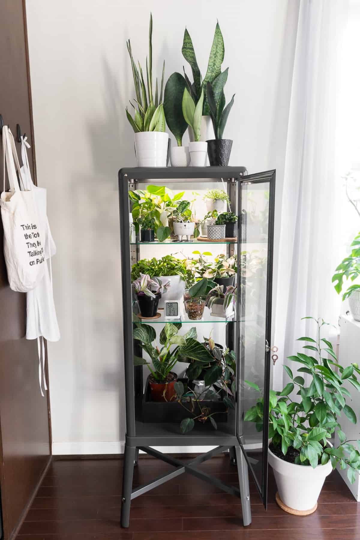 Black Ikea cabinet greenhouse with tropical potted plants and glass enclosure for humidity.