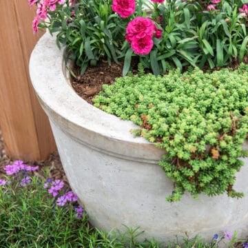 A large self-watering plant pot with sedum and dianthus.