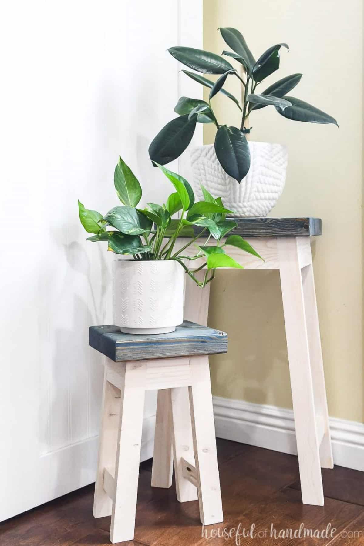 DIY nesting stools with gray stained tops and white legs holding white textured pots with rubber plant and pothos.